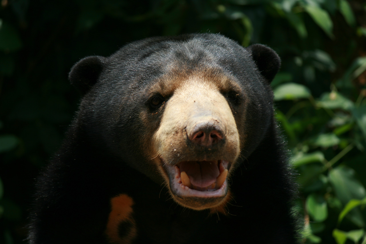 Sun bear