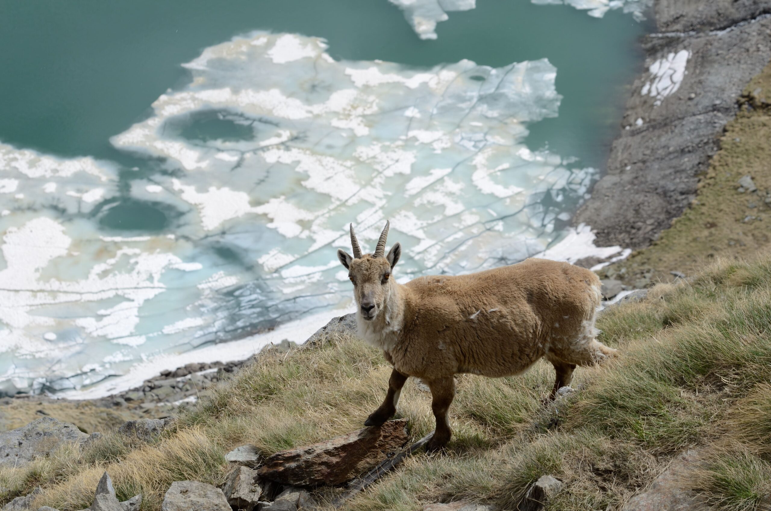 Il ritorno della fauna selvatica in Europa: dai grandi mammiferi agli uccelli, la vita selvaggia ritorna se gliene diamo la possibilità