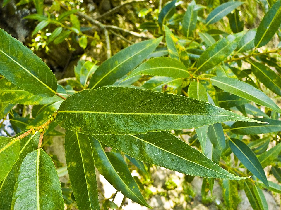 Natura e farmaci: l'inestimabile ricchezza della biodiversità