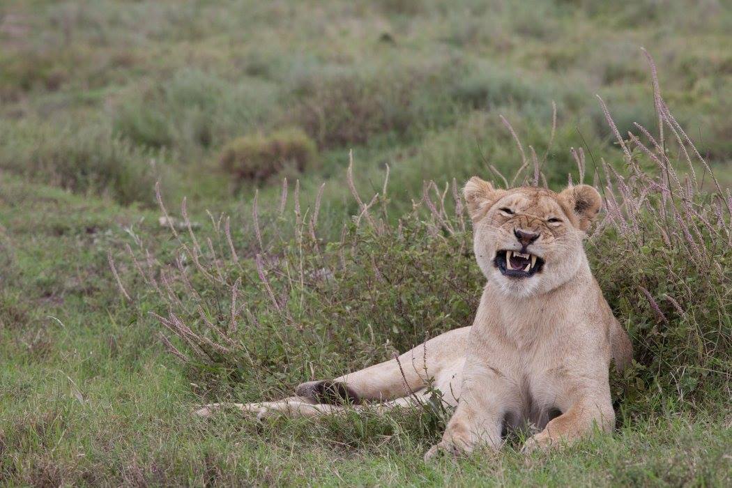 Protecting natural resources among Kenya and Tanzania
