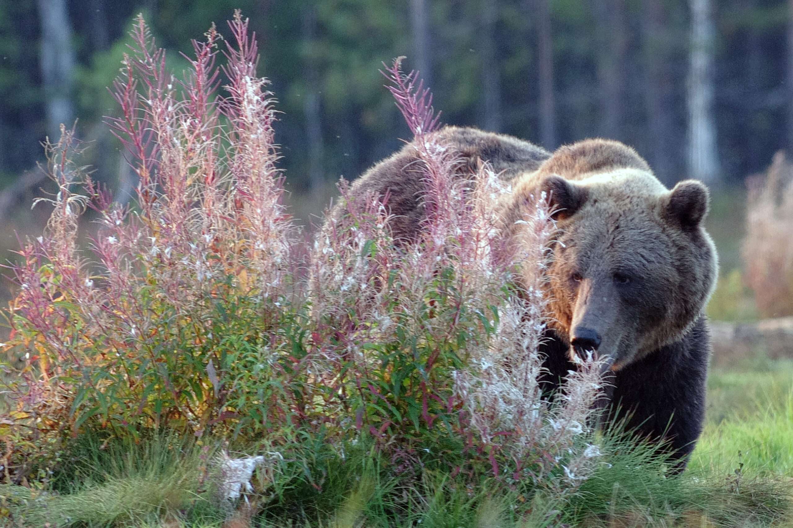 Nella tana dell’orso