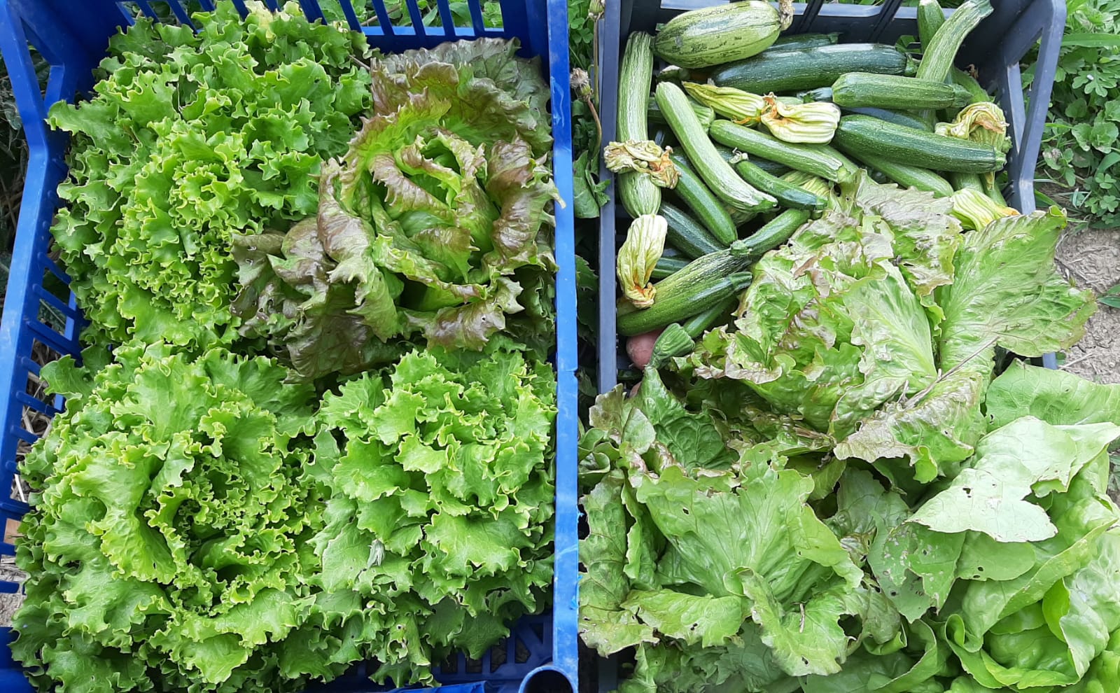 Un orto che coltiva legami e futuro in Piemonte