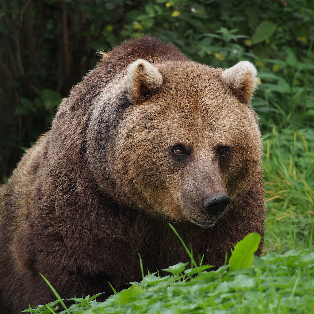 Vivere con la wilderness: la vita sulle montagne in compagnia dell’orso bruno