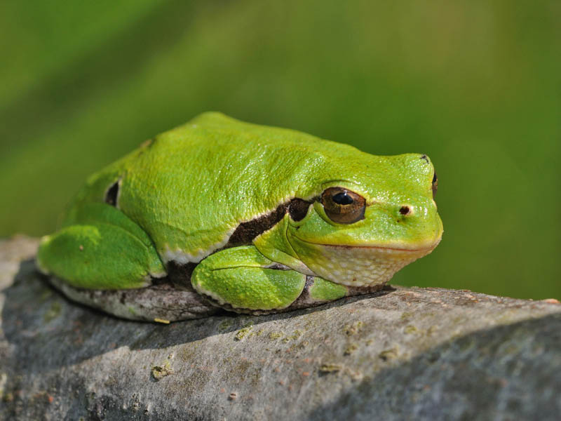A "water bridge" for biodiversity