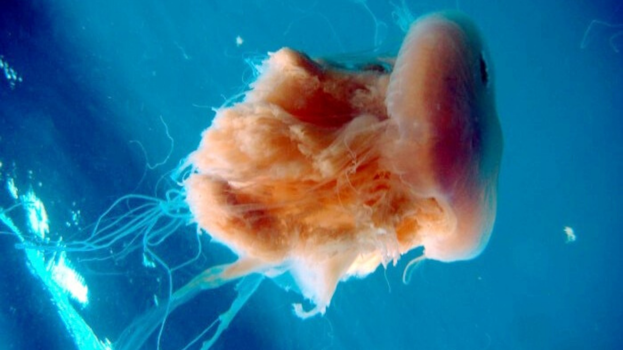 La doppia vita delle Meduse