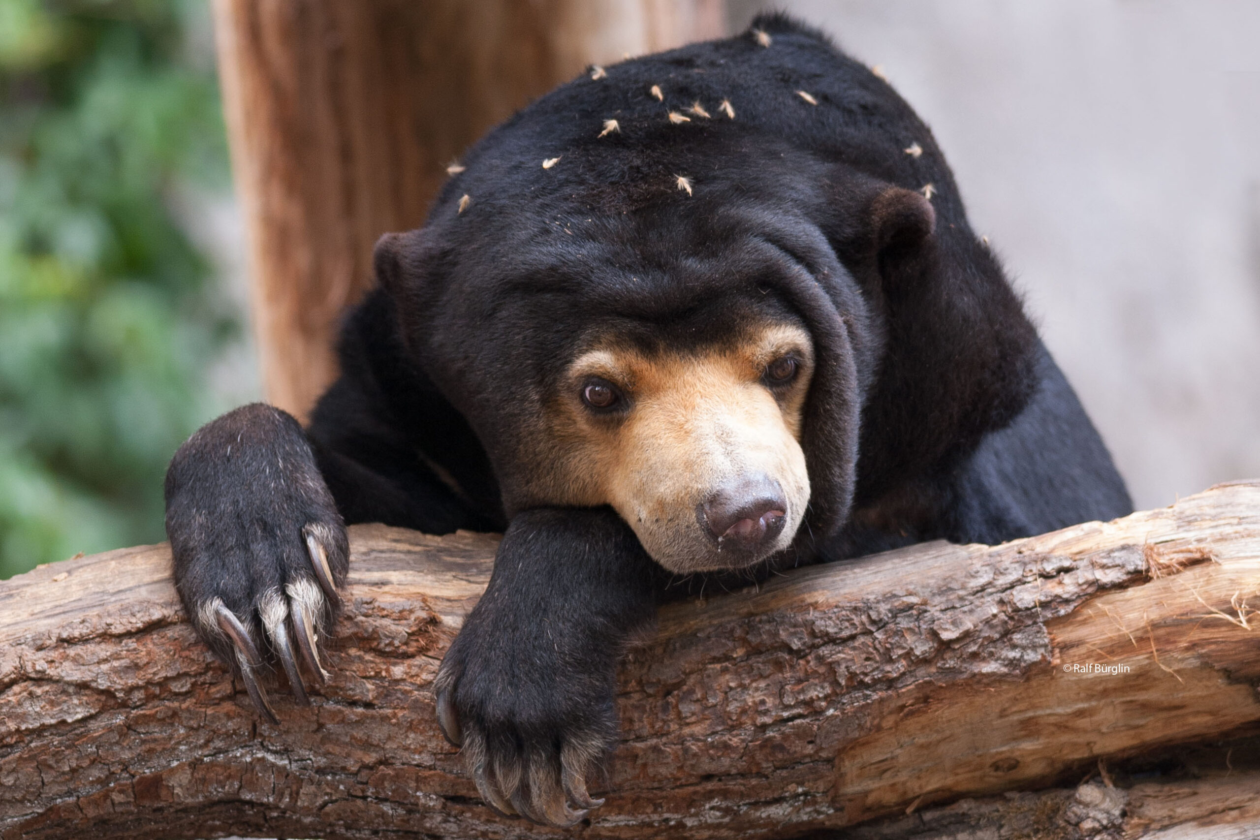 Sun bear, an endangered species