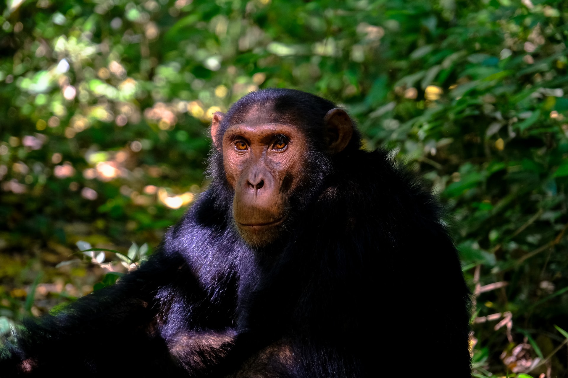 Da specie a specie, da scimmia a scimmia: se Sars-Cov-2 facesse la sua comparsa anche tra le altre scimmie antropomorfe