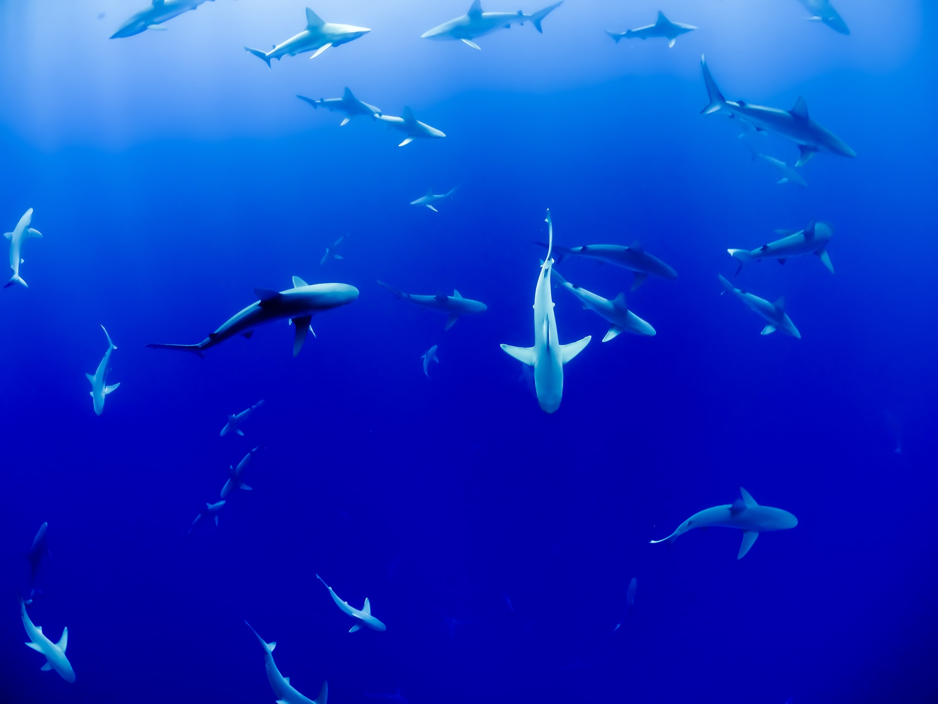 Le 5 caratteristiche che rendono lo squalo uno dei predatori più affascinanti e misteriosi