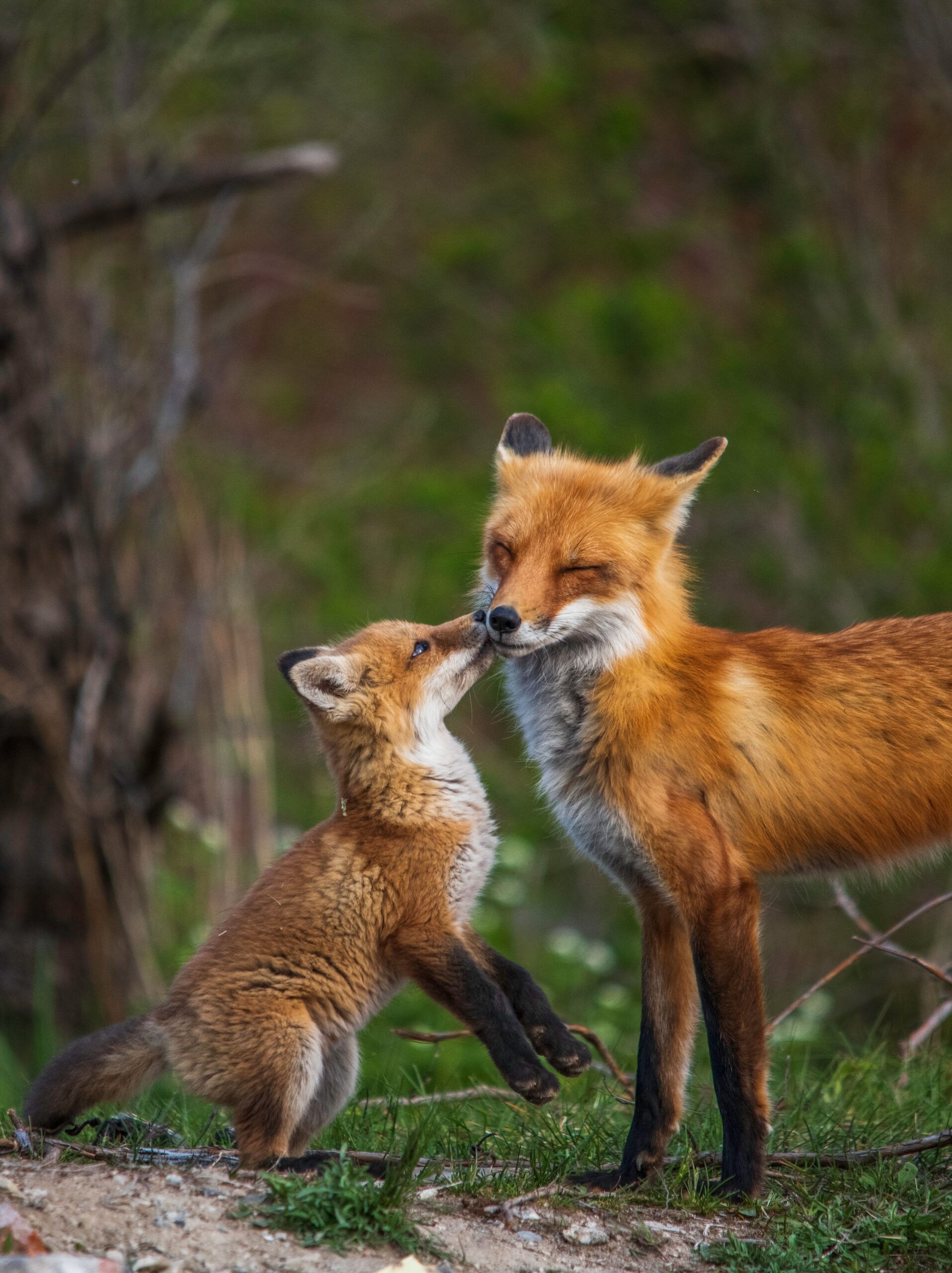 Quante ne sai sulla fauna in città?