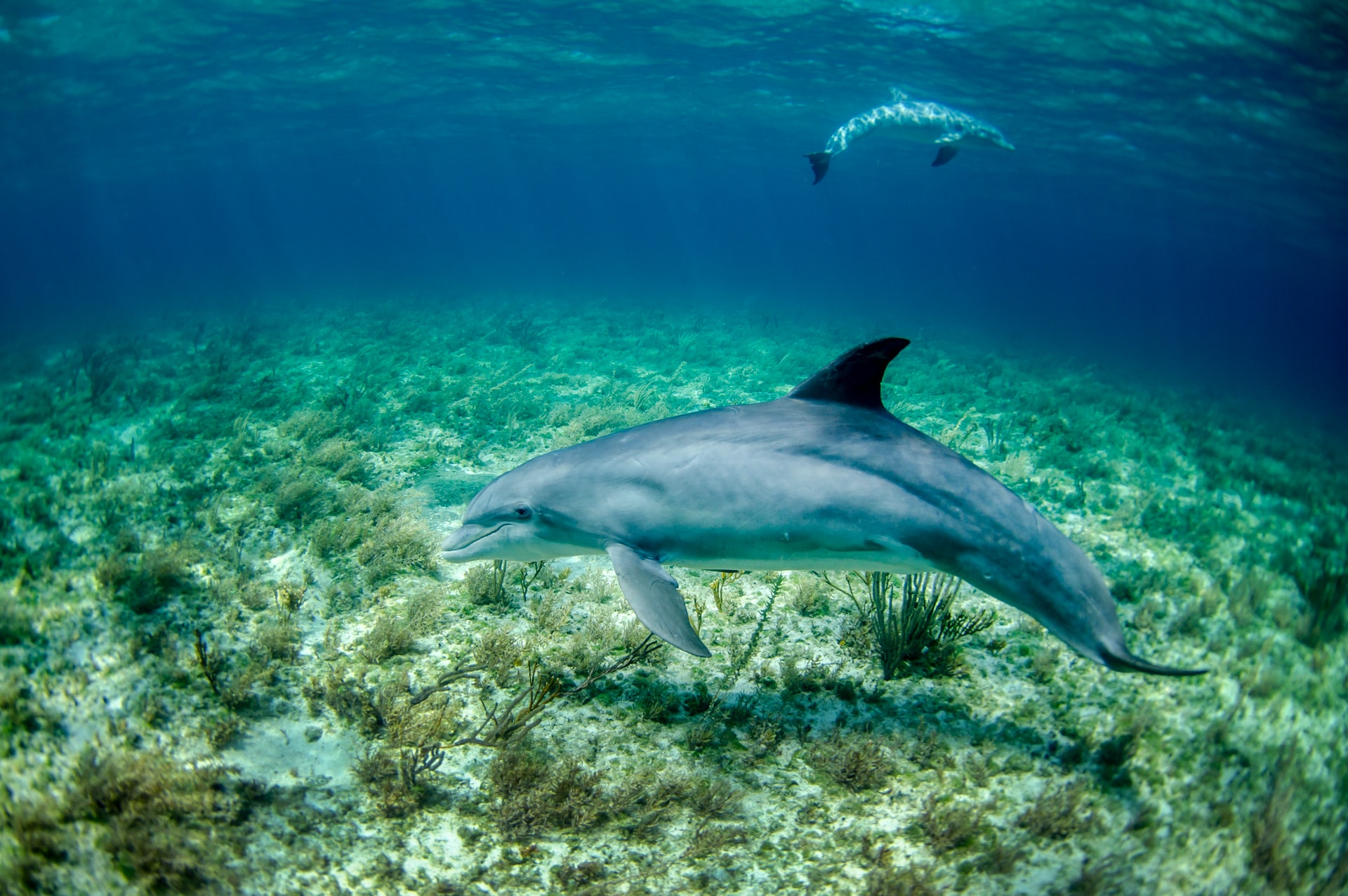 Il rumore senza voce che minaccia la vita negli oceani