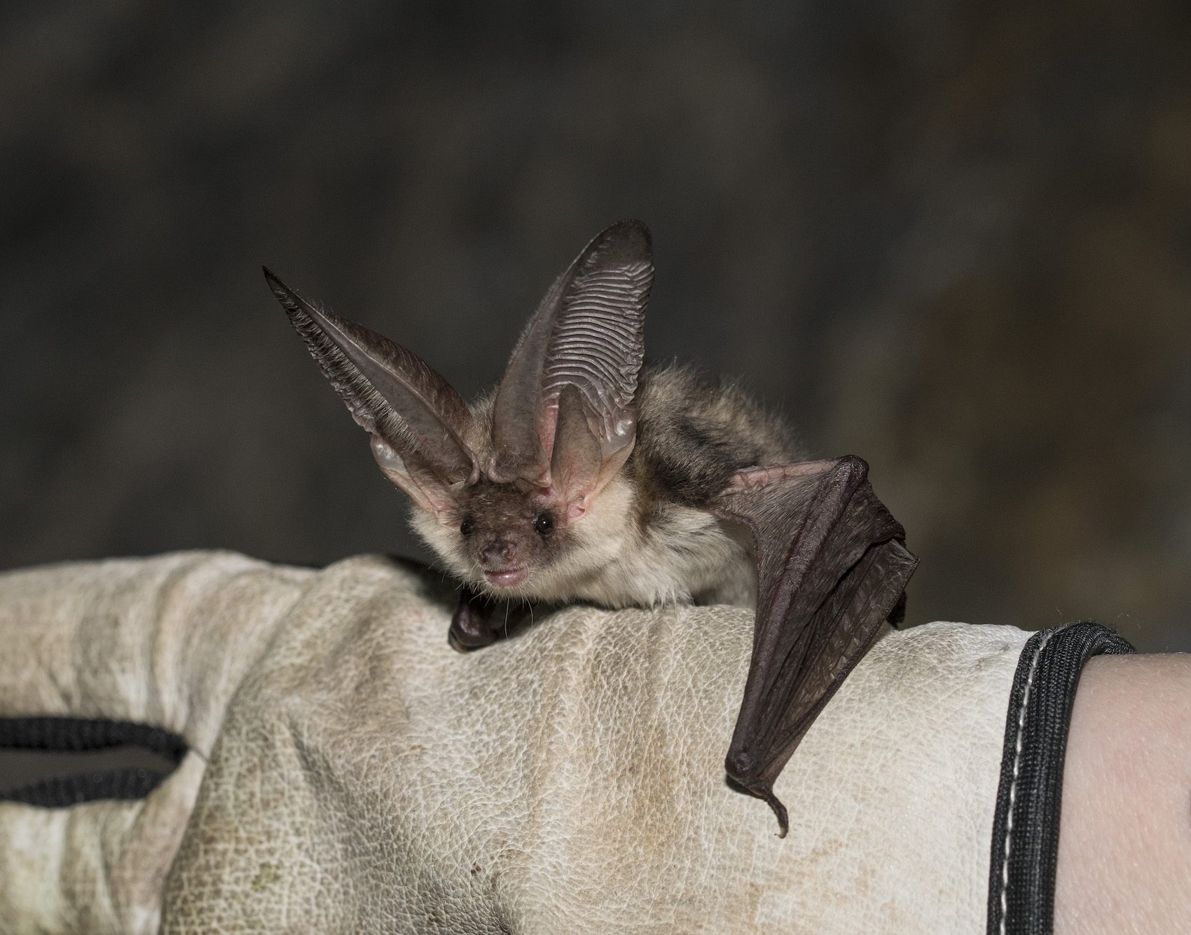 Chi sono i pipistrelli, per davvero