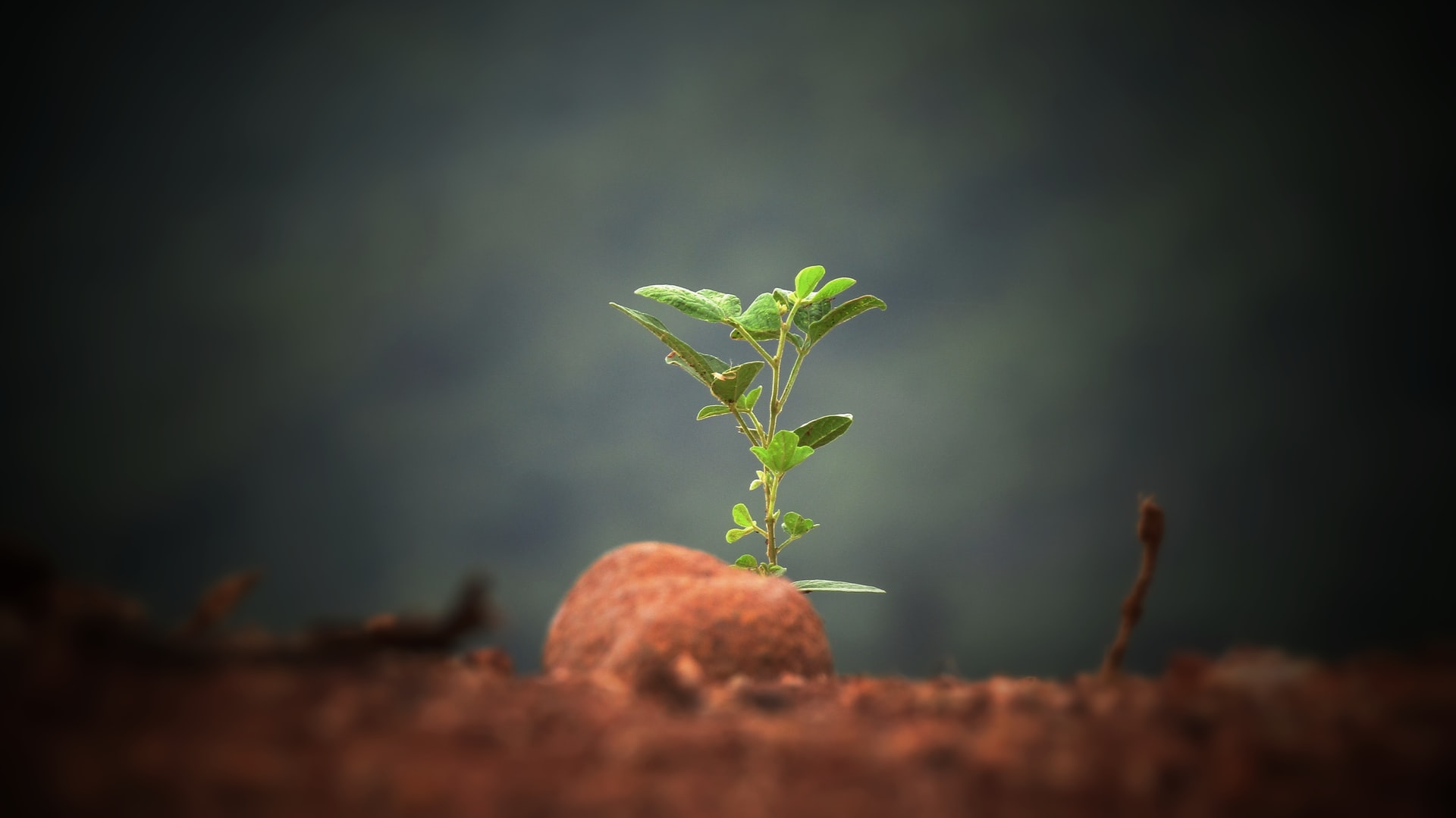 Ambiente, biodiversità e clima: dove stiamo andando? Il grande piano verde dell’Europa verso la sostenibilità
