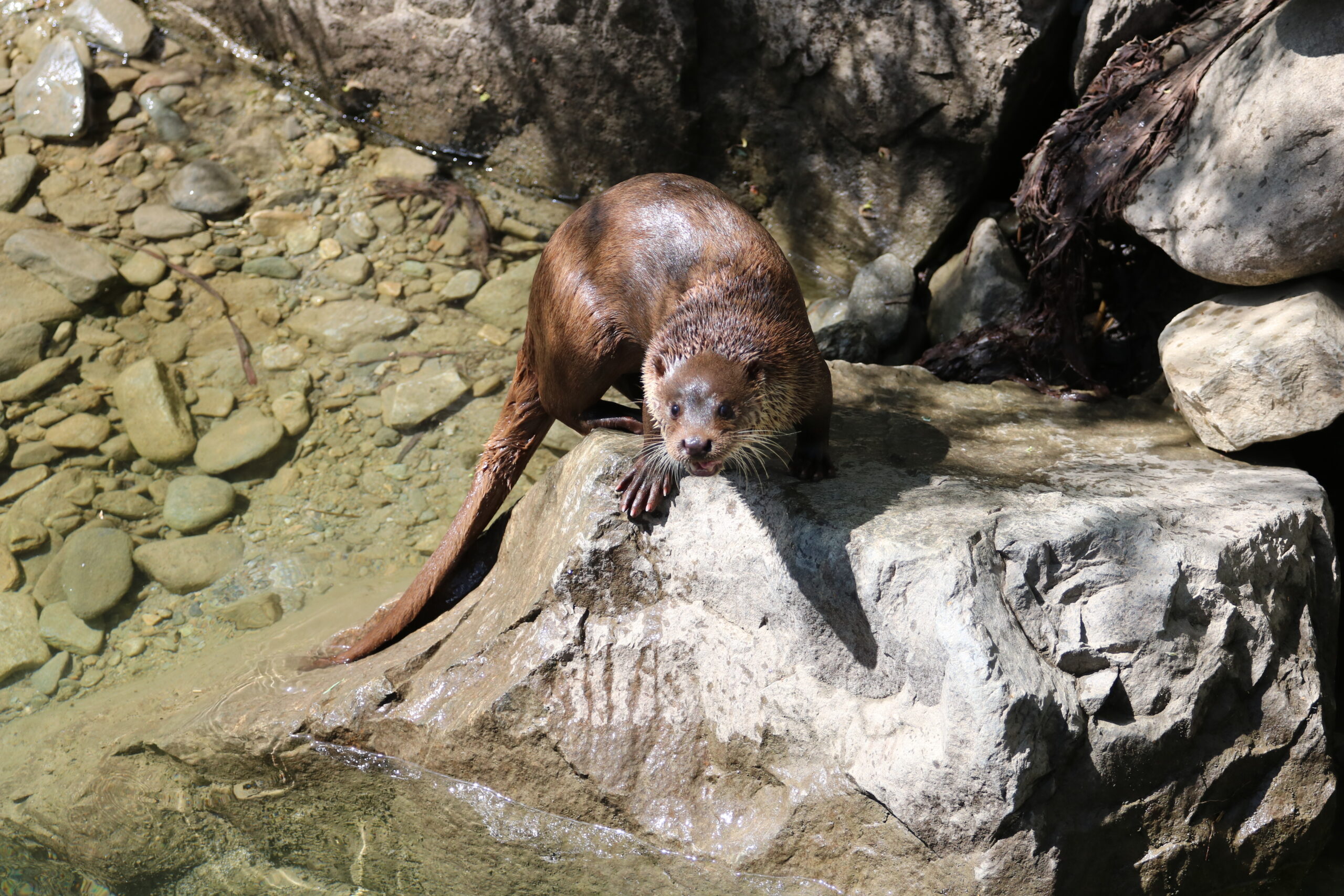Il ritorno della lontra: una sfida alpina lungo il Ticino