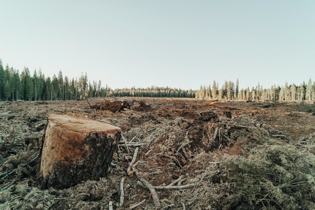 Guerre e ambiente: il costo invisibile della distruzione lo paga la natura